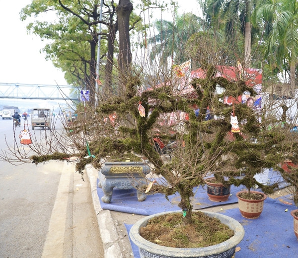 Toàn thân cây nhất chi mai được phủ rêu phong cổ kính. Ảnh: Công Luận