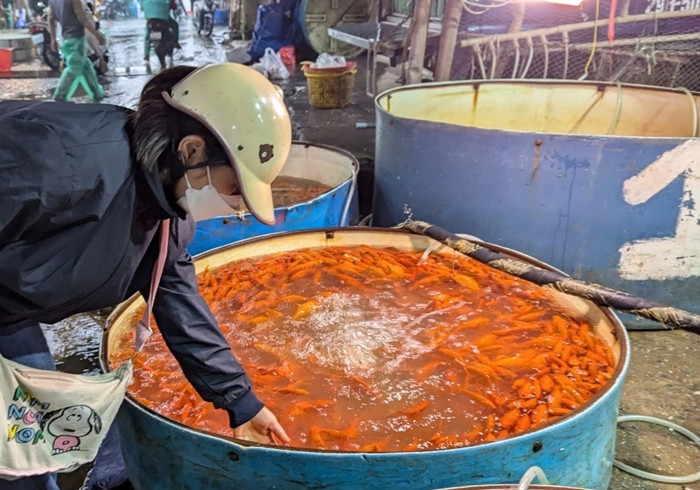 Chợ cá Yên Sở (quận Hoàng Mai) là một trong những chợ cá lớn nhất Hà Nội. Trước ngày 23 tháng Chạp, chợ cá Yên Sở tấp nập xuyên đêm vì người dân, thương lái đổ về đây mua cá chép đỏ. Ảnh: VOV