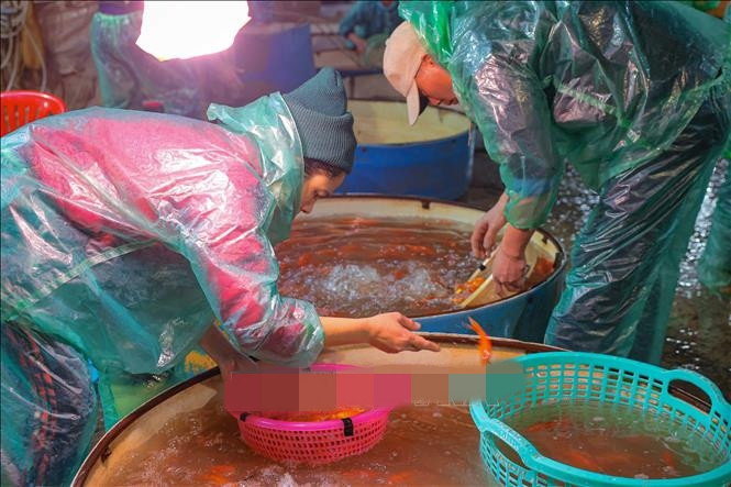 Theo các tiểu thương, giá cá chép đỏ tăng do ảnh hưởng của mưa bão, nhiều địa phương mất trắng lượng cá nuôi. Ảnh: TTXVN/Báo Tin tức