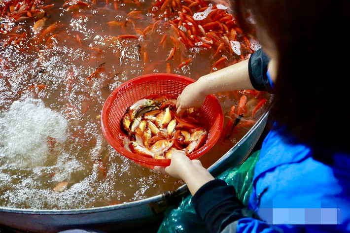 Ngoài ra, năm nay nhiều thương lái "bỏ" buôn cá chép đỏ do năm ngoái thua lỗ phải bán rẻ và đổ cá xuống sông. Ảnh: Kinhtedothi