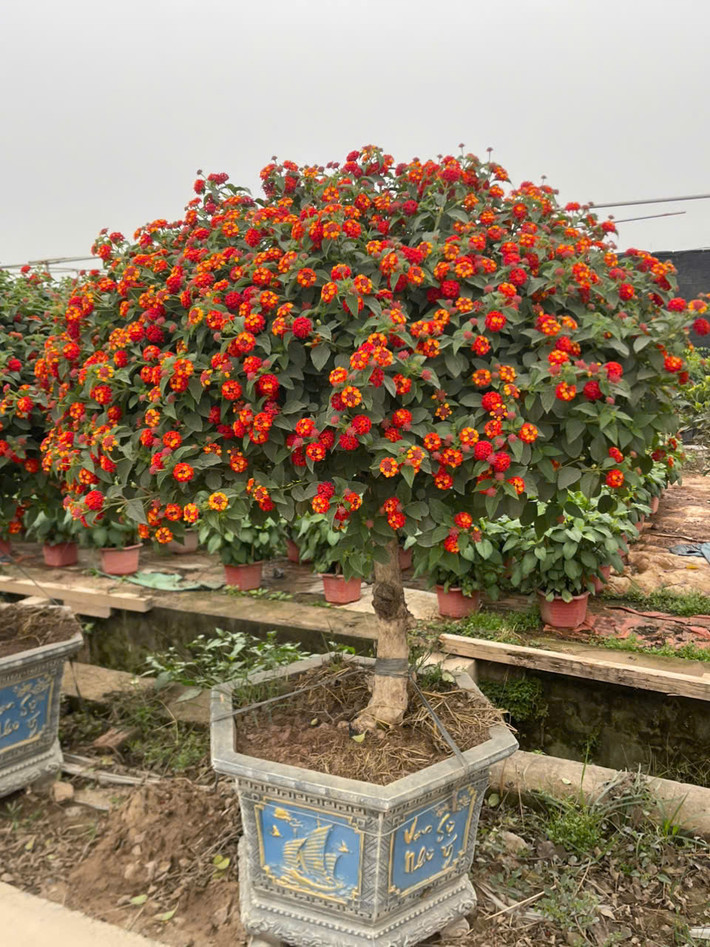 Hoa ngũ sắc có tên khoa học Lantana camara thuộc họ cỏ roi ngựa, nguồn gốc từ Trung Mỹ. Ảnh: Facebook