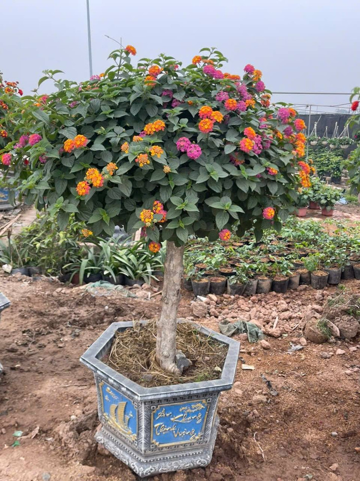 Vài năm gần đây, hoa ngũ sắc được các nghệ nhân đưa lên chậu thành bonsai mang lại giá trị kinh tế cao. Ảnh: Facebook