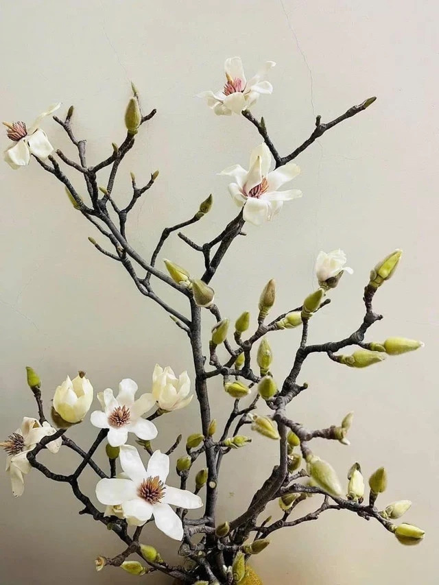 Trên thị trường, mỗi cành hoa mộc lan được giao bán từ vài trăm nghìn đồng cho đến tiền triệu, tùy thuộc vào độ lớn của cành. Ảnh: Suckhoedoisong