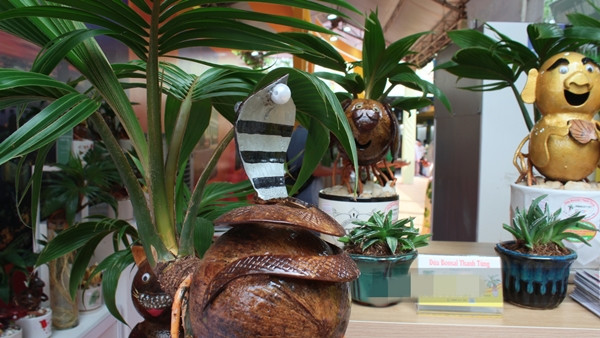 Mỗi chậu dừa bonsai cao khoảng 40cm. Phần gáo dừa nằm nổi bật trên chiếc chậu, cho tàu xanh um. Ảnh: Dân Việt