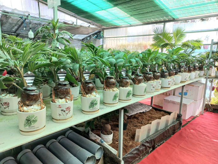 Tùy từng mẫu mã, kích thước và độ khó khi làm, mỗi chậu bonsai dừa hình rắn có giá dao động từ 250.000 - 3 triệu đồng. Duabonsaithanhtung