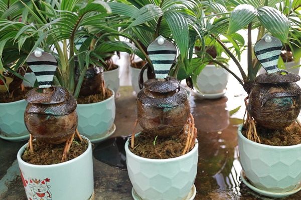 Điểm độc đáo của dừa bonsai này là có thêm linh vật rắn của năm Tỵ. Ảnh: Plo