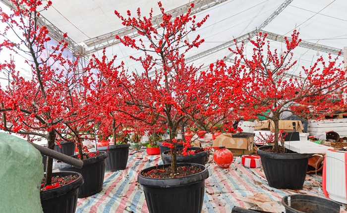 Lần đầu tiên đào đông đỏ về Việt Nam và Hà Nội dưới dạng cây tươi cả gốc. Ảnh: Công luận