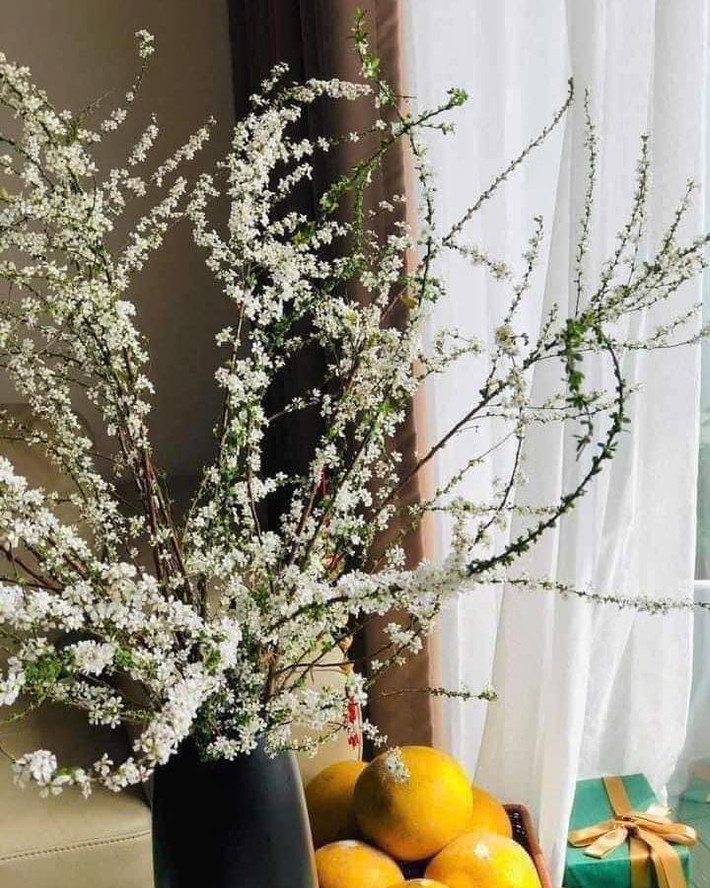 Tuyết mai vườn cành ngắn hơn tuyết mai rừng, hoa to hơn, nở sớm, nhiều lá, nụ và nở dày hơn. Hơn nữa, tuyết mai vườn tròn nhỏ xanh đậm không xanh non như tuyết mai rừng. Ảnh: FB Hoa hồng ngoại 2018