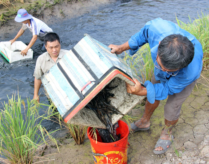 Mỗi m2 thả 2-3 con giống và sau 3 tháng là có thể thu hoạch. Ảnh: Dân Việt.