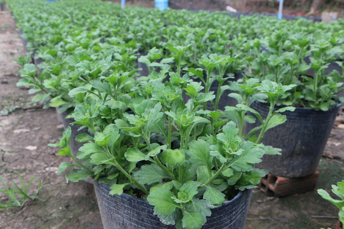Do thời tiết xuống giống mưa lớn kéo dài, nhiều chủng loại hoa bị hư. Tuy nhiên, nông dân Mỹ Tho cũng kịp trồng thay thế các loại hoa khác cho kịp vụ Tết. Ảnh: Thtg.