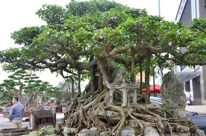 Cây bonsai khủng có bộ rễ ôm trọn phần tiểu cảnh dưới gốc cây. Ảnh: Tiền phong.