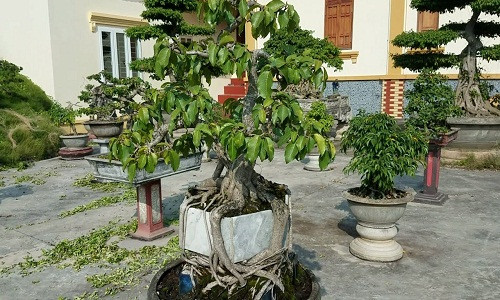 Bộ rễ tràn quấn chặt đế thật kỳ quái. Ảnh: Vuondaicuong.
