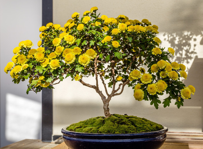 Bonsai cúc vàng được tạo hình từ những cội cúc già. Ảnh: Nationalsymbolss.