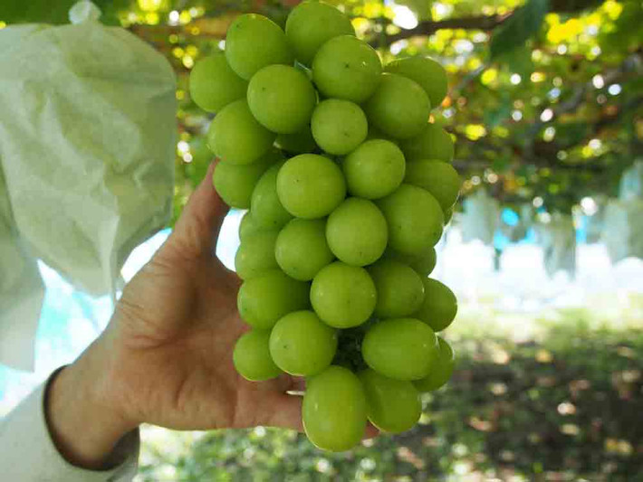 Nho trồng tại vùng Okayama kết thành từng chùm to, trọng lượng có thể đạt hơn 1kg/chùm. Ảnh: Kankou-komagane.