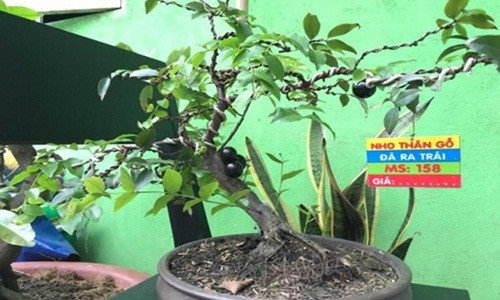 Chậu nho thân gỗ dáng uốn lượn, mềm mại. Ảnh: Nhavuonkhanhvo.