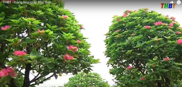 Từ bao đời nay, làng là nơi cung cấp lượng lớn chậu cây hoa giấy cho thị trường, đặc biệt là dịp Tết Nguyên đán. Ảnh: THBT.