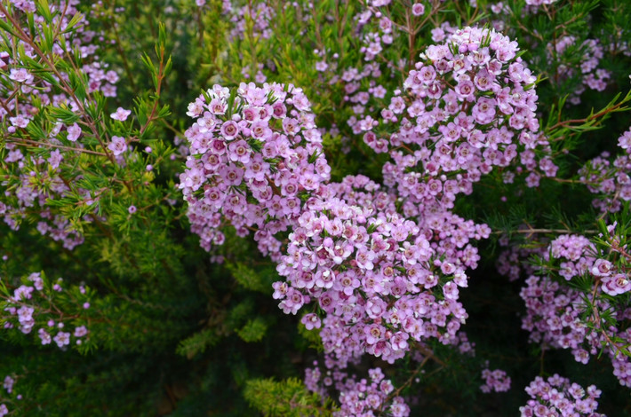 Hoa thanh liễu thường nở từ khoảng giữa tháng 10 đến giữa tháng 5. Ảnh: Gardening With Angus.