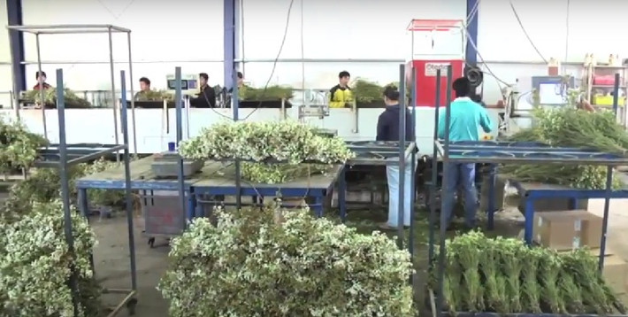 Sau đó, cây hoa thanh liễu được giữ lạnh và phân loại theo độ dài, cân nặng. Ảnh: Youtube.