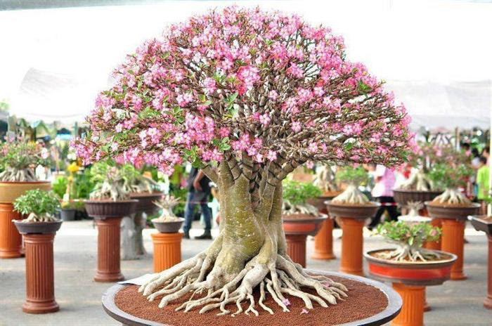 Tạo rễ hình chân chim. Ảnh: Saimonthidan.