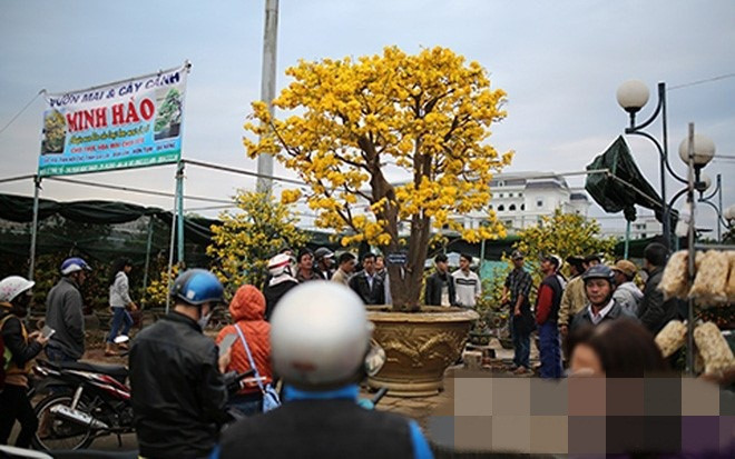 Cây mai cổ thụ sừng sững giữa chợ hoa xuân Đà Nẵng được định giá tới 2 tỷ đồng. Ảnh: VTC.
