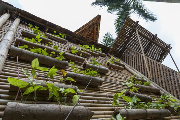Bên ngoài còn được trang trí bằng những ống tre trồng cây xanh đẹp mắt. Ảnh: Archdaily.