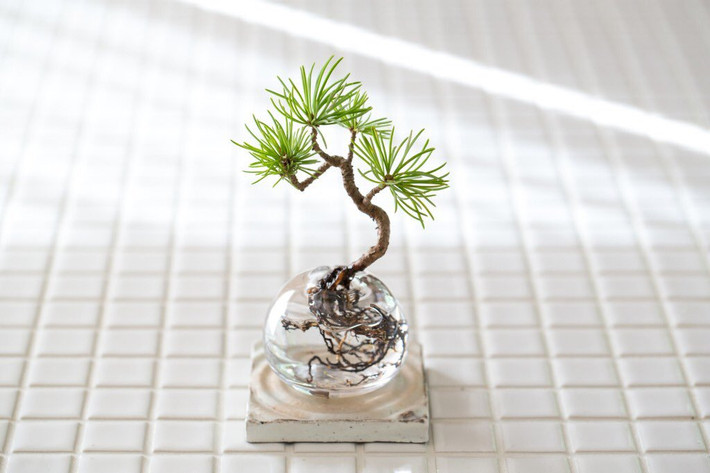 Để những gốc bonsai trồng trong nước trở thành tác phẩm nghệ thuật, người ta dùng bình thủy tinh để thấy được bộ rễ đặc biệt của cây. Ảnh: Twitter.