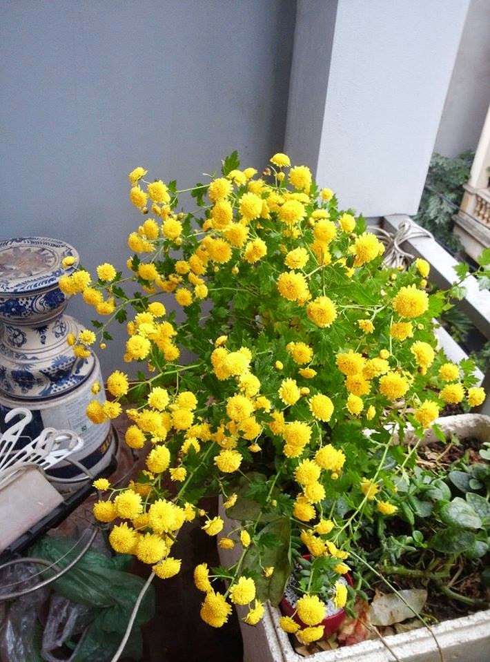 Khi ươm mầm hoa cúc rủ, thời gian đầu phải để chỗ thoáng mát sạch sẽ tránh ánh nắng trực tiếp. Ảnh: Hạt giống hà thành.