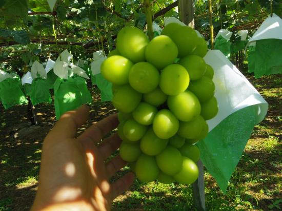 Được trồng kiểu “1 nhánh 1 chùm” theo phương pháp hữu cơ, nho mẫu đơn hấp thụ tối đa các chất dinh dưỡng, cho chất lượng ngon nhất. Ảnh: Shop-pro.