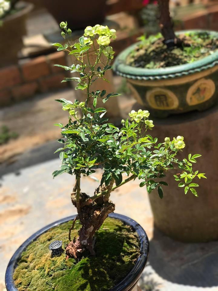 Chậu hoa hồng xanh bonsai đẹp mắt với gốc cây to, xù xì. Ảnh: Hoahongminh.