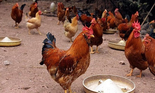 Khác với gà thường, gà Tiên Yên hay còn gọi là gà râu có chân thấp, lông màu hoa mơ, nâu, xám, tía hay tro vàng, da vàng. (Ảnh: Vietnamnet)