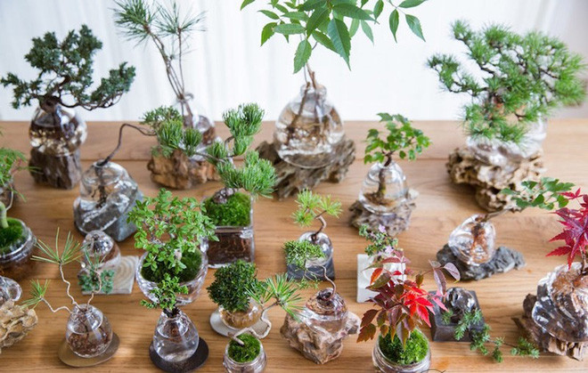 Những chậu bonsai được chăm sóc tỉ mỉ tạo nên những thế vô cùng đẹp mắt. Ảnh: Mynavi.