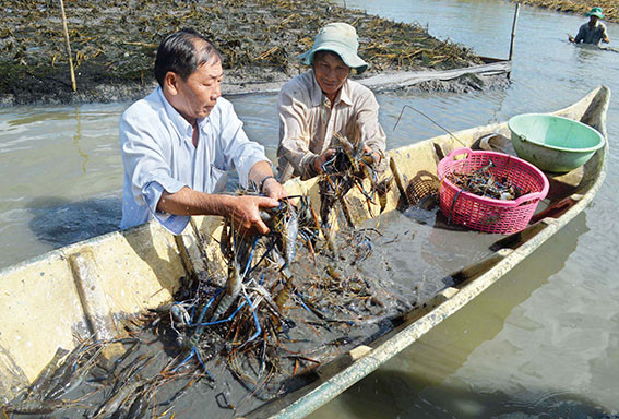 Theo người nuôi, tôm đạt năng suất bình quân khoảng 150 - 220 kg/ha. Ảnh: Thuysannhathung.