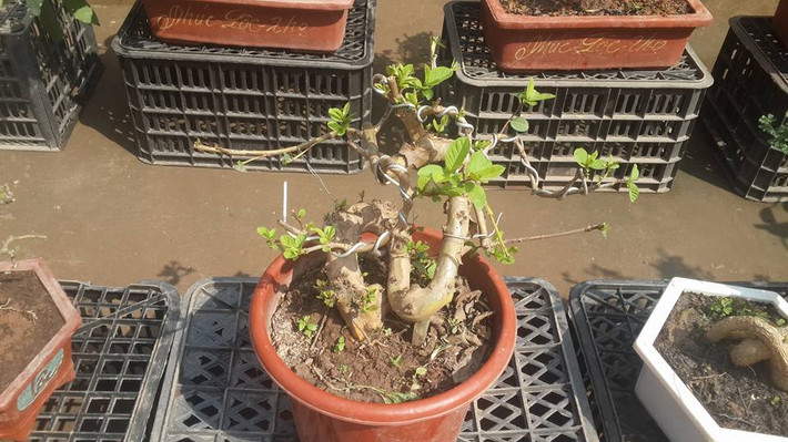 Chậu bonsai dáng chữ "S" tựa rồng lượn.