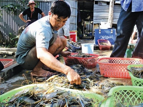 Nuôi tôm càng xanh ở Cà Mau còn có lợi thế là rủi ro dịch bệnh thấp, hạn chế sử dụng hóa chất độc hại và tạo ra sản phẩm sạch. Ảnh: CMO.