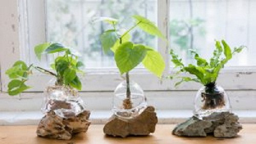 Aqua bonsai được người Nhật rất ưa chuộng và thường trang trí ở trong nhà. Ảnh: Tokyobonsai.