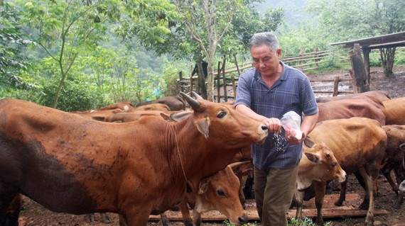 Trang trại của ông gồm 40 con bò, mỗi chú bò hơn 25 triệu đồng. Ảnh: Báo Nghệ An.