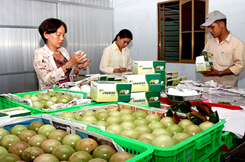 Vú sữa là trái cây thứ 5 của Việt Nam được xuất khẩu sang thị trường Mỹ. Ảnh: Klever Fruits.