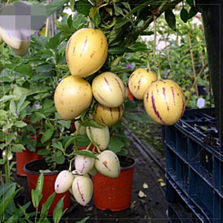 Dưa hấu tí hon này có tên gọi dưa hấu pepino hay dưa hấu Nam Mỹ. Ảnh: Aliexpress.