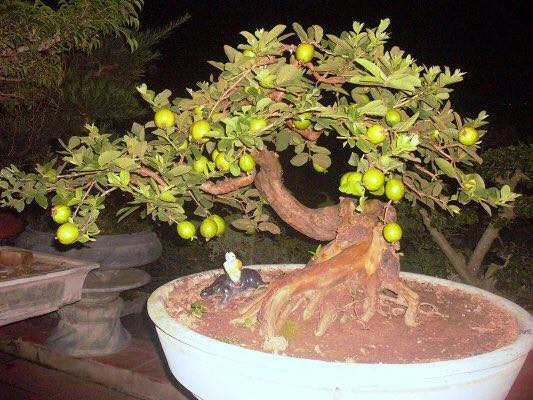 Chậu bonsai ổi chi chít quả có giá 150 triệu đồng.