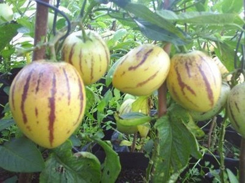 Những chậu dưa vừa làm kiểng trang trí nhà, vừa cho ăn trái. Ảnh: Printest.