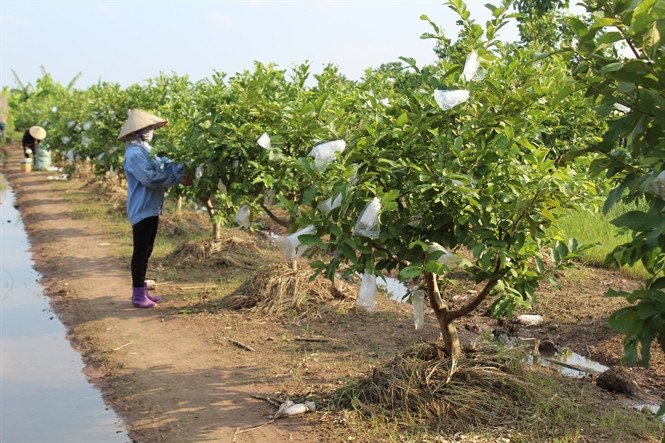 Theo bà con, giống ổi lê có khả năng sinh trưởng khỏe, tái sinh cao, chống chịu tốt với điều kiện thời tiết bất lợi. Ảnh: NNVN.