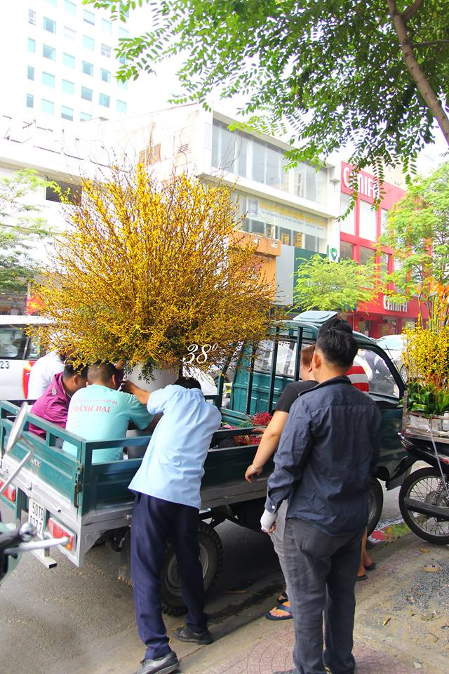 Để phục vụ Tết Dương lịch, khi đào và hoa mai vẫn chưa bung nở thì nhiều cửa hàng hoa nhập khẩu đã cung cấp cho khách hàng những bó hoa mai Mỹ đẹp mắt. Ảnh: 38 Degree Flowers.