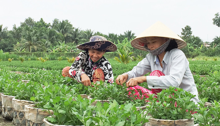 Năm nay, làng hoa Mỹ Tho (Tiền Giang) dự kiến cung ứng ra thị trường khoảng 1 triệu giỏ hoa tươi với đủ chủng loại như cúc mâm xôi, mồng gà, vàng hòe, cúc Hà Lan, cát tường...Ảnh: Baocantho.