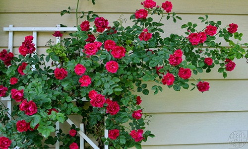 Sau khi trồng khoảng từ 15 - 20 ngày, cây mọc khoảng được 1 mét thì tiến hành ngắt ngọn để cây mọc ra nhiều nhánh, nhiều chồi non. Ảnh: Hương sắc Việt.