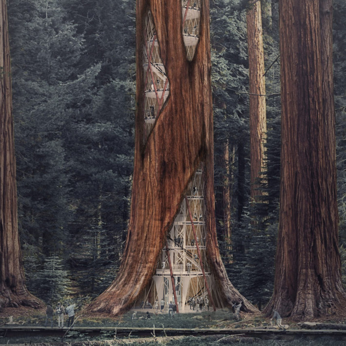 Tòa nhà chọc trời Giant Sequoia xây dựng bên trong một cây tùng cổ thụ ở Mỹ.