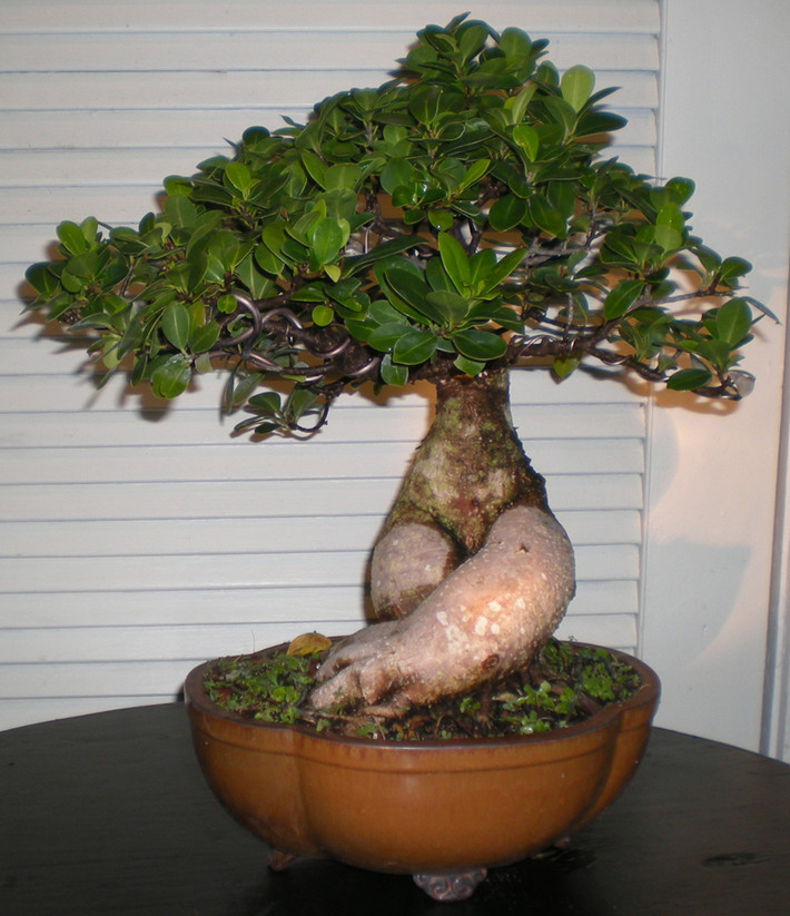 Rễ cây nổi trên mặt đắt được uốn khéo léo như hai bàn tay ôm trước mặt. Ảnh: Artofbonsai.