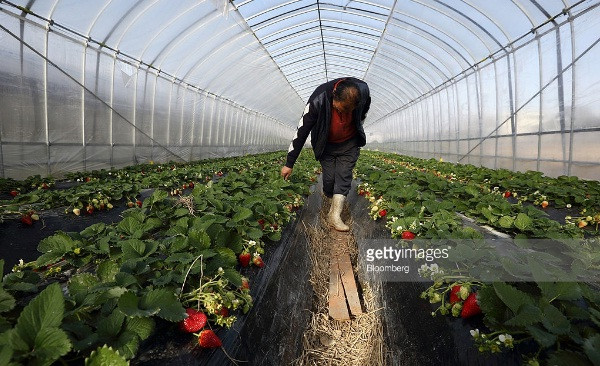 Dâu tây được trồng theo hàng, thẳng tắp. Ảnh: Getty Image.