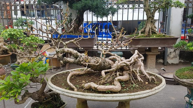 Bonsai cóc cổ có bộ rễ "quái vật" vạn người mê. Ảnh: GĐ&XH.