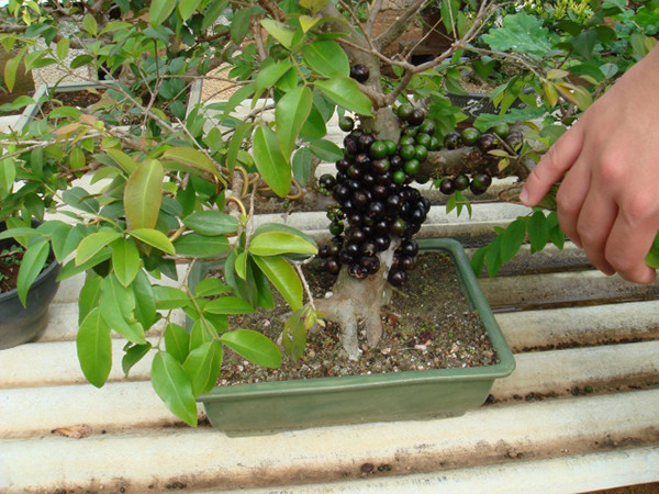 Quả chi chít, dày đặc trên thân khiến chậu bonsai trở nên đặc biệt mà không một loài nào có được. Ảnh: Chohoaviet.