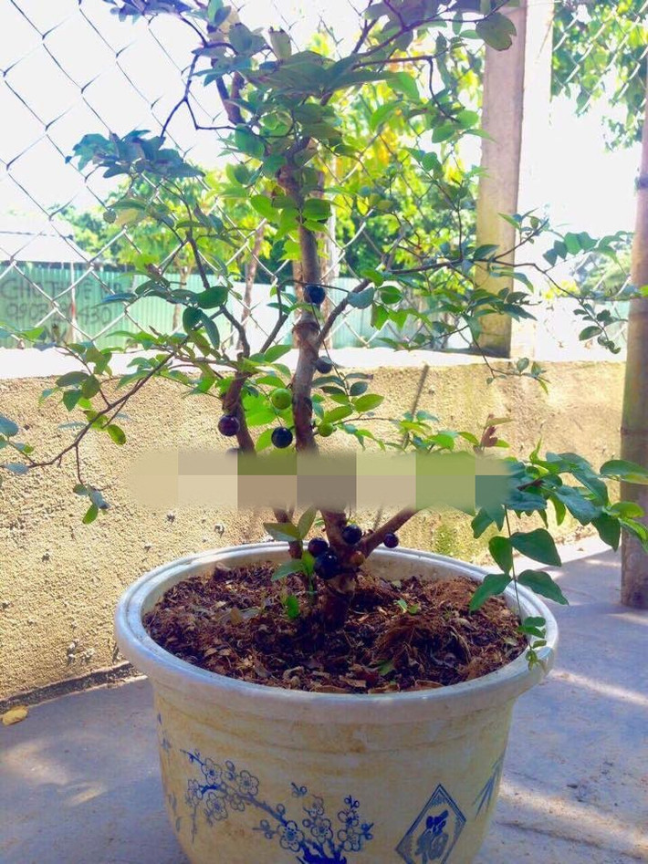 Những chậu nho thân gỗ thích hợp trang trí phòng khách, sân vườn hay phòng làm việc. Ảnh: Nhavuonkhanhvo.